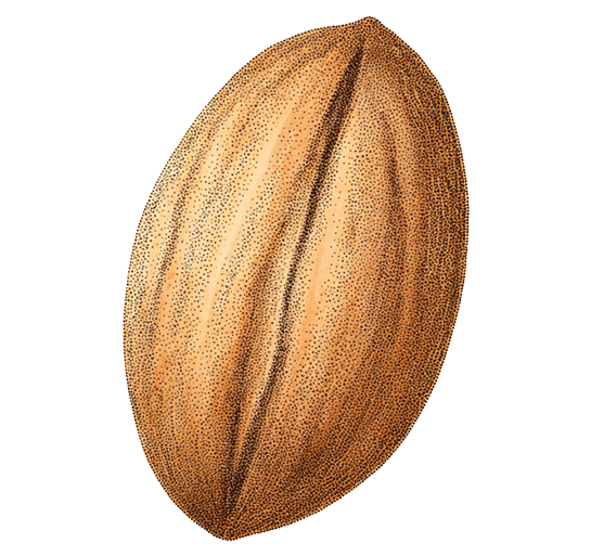 Pecán